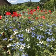 Frühsommer im Garten 2019