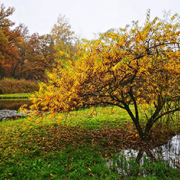 Hurstmoos im Herbst