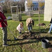 Plantations pour une école
